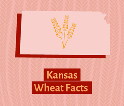 Kansas Wheat Facts